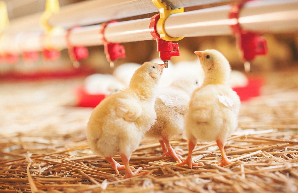 ¿Cómo instalar correctamente los bebederos de tetina para pollo?