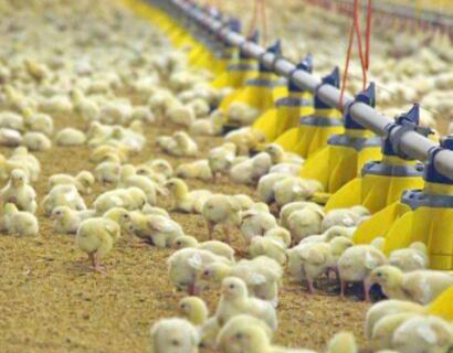 Bebedero de tetina de pollo