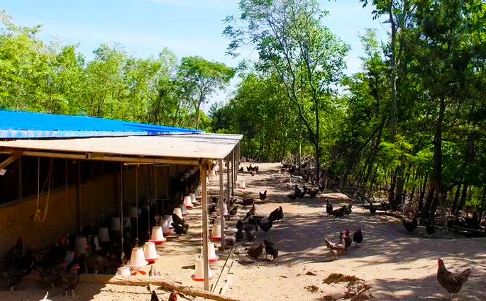 Causas de la diarrea en pollos, manejo del entorno del gallinero, cuestiones que requieren atención en el alimento y el agua potable.