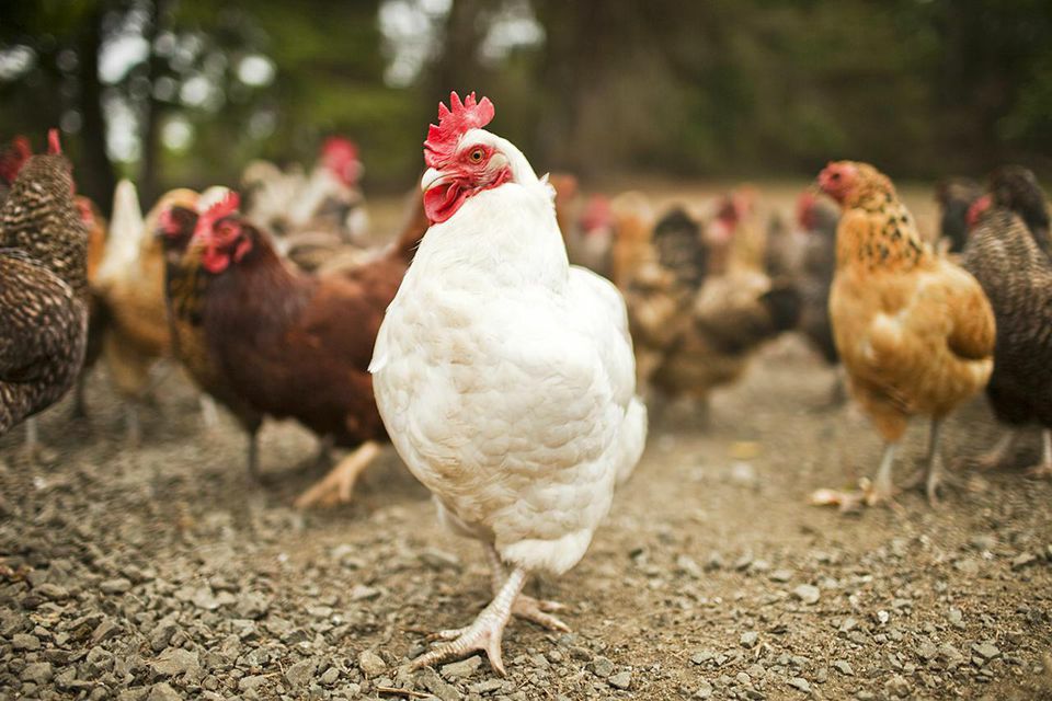 Principales puntos de alimentación y manejo del gallo reproductor en periodo de puesta
