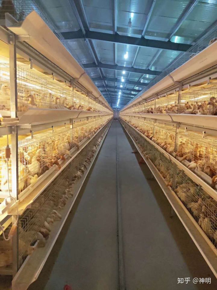 equipo para granja de pollos (17)