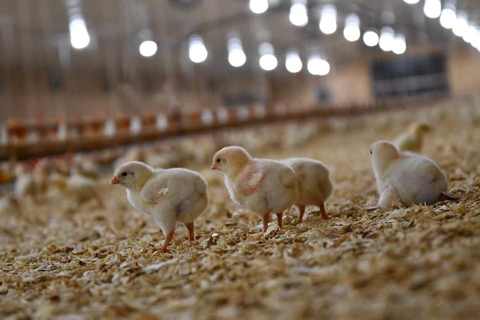 ¿Cómo gestionar las granjas de gallinas ponedoras a gran escala?¡Implementación real de reducción de costos y aumento de eficiencia!