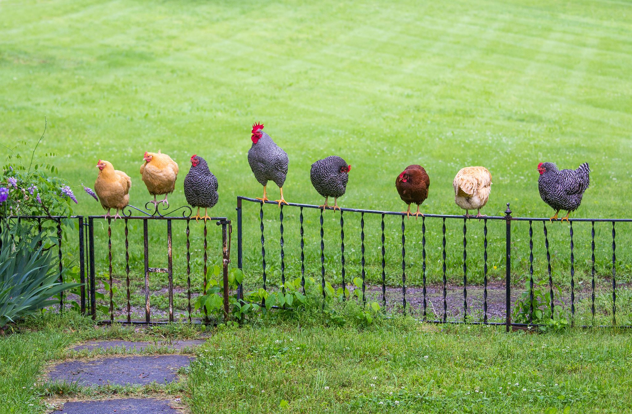 granja de pollos (13)