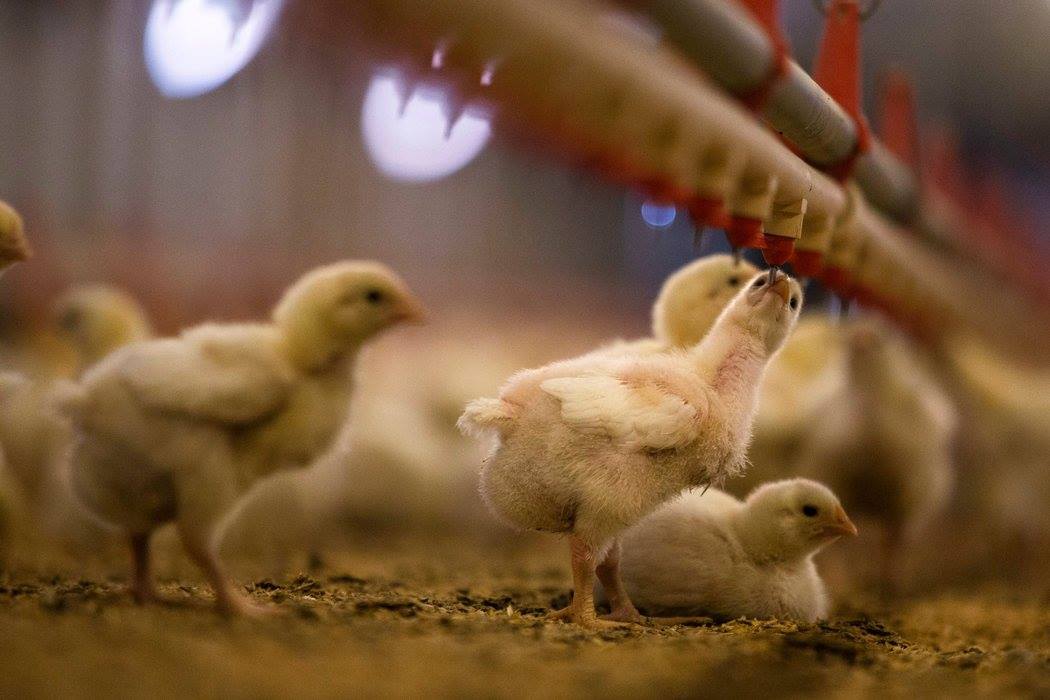 El caudal del bebedero de tetina afecta el rendimiento del pollo de engorde
